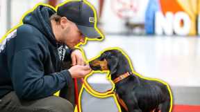 CRUCIAL DOG TRAINING ADVICE FOR ANY DOG!