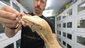 Kevin's back for now -  Training big lizards to act like dogs