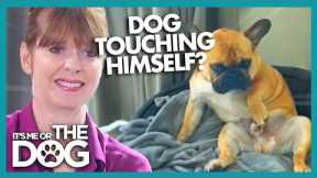 Little Frenchie Enjoys Himself a Little Too Much! | It's Me or The Dog