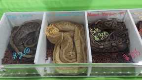 Exotic Pets On Show @Sonia's Channel