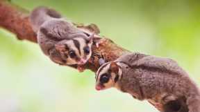 12 Cutest Exotic Pet In The World