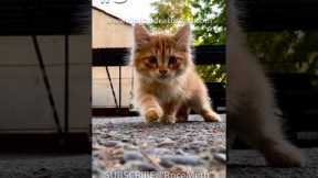 3 reasons why your cat is shaking #shorts