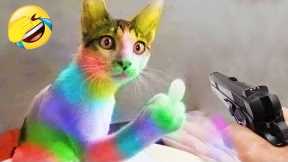1 HOUR FUNNIEST CATS COMPILATION 2022😂  Best Funny Cat Videos 😸 !