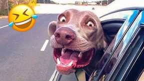 Cute animals - Funny cats/dogs - Funny animal 03 videos #cat #funnyvideo