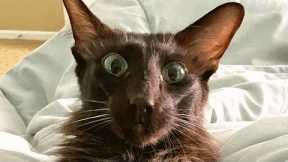 Judgmental cat has no patience for misbehavior