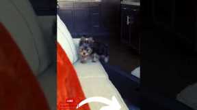 The Top 10 Training Tips for Yorkie Puppies : Number 4 #Shorts #Puppies