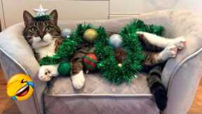 BEST WAY TO START A BEAUTIFUL YEAR!! 😂The Best Funny Cat Videos!😸