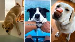 Ultimate Funny DOGS Compilation! 🤣 (Cutest PUPPIES on the internet) 🐕 #2