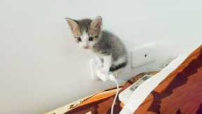 These Cats Are So Dumb, You'll Lose It Laughing | Beast Paws