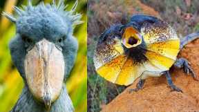 5 Most Exotic Animals In Australia | Rare Animals You Didn't Know About ▶ 1