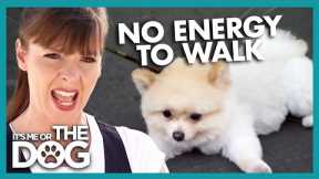 Tiny Pomeranian Freezes on Walks | It's Me or The Dog
