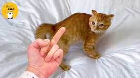Cat Can Understand Whatever People Say | Beast Paws