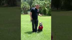 Don't let you dog get away with the little stuff