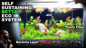 Self Sustaining Betta Fish Eco Tank (NO WATER CHANGE, minimal input)