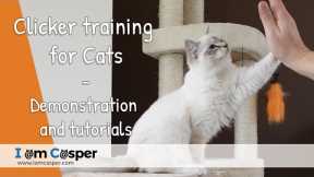 Clicker training videos for cats - beginner & advanced tutorials