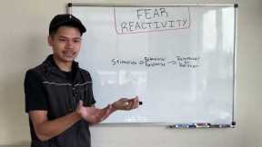 How to Fix Fear Reactivity in Dogs
