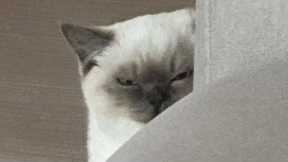 FUNNY CAT MEMES COMPILATION OF 2023 V06