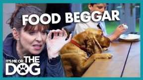 Needy Cocker Spaniel is a Food Beggar! | It's Me or The Dog