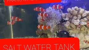 PAANO MAG SET UP NG SALT WATER FISH TANK: SALT WATER MARINE REEF TANK