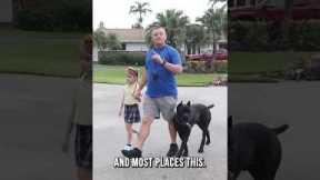 Why My Dog Is Off Leash