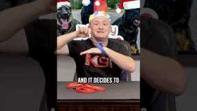 The 3 Best Gifts to Get Your Dog or Puppy
