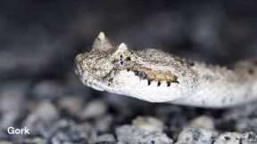Why did snakes learn to spit? 5% of people know about it