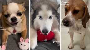 Funniest DOG videos on Internet!