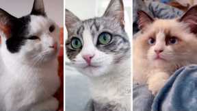 Funniest Viral CATS on the internet! 🐱 Best Kittens Compilation 🥰