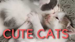 Cute Cat Videos | Funny Cute Cats | Cute Viral Cats | Funny Animal Videos 2023