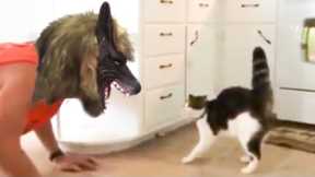 Funniest Cats Reaction Video | My Cat Is Scared Of  Weird Things | Beast Paws