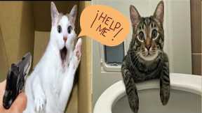 Funny cat videos ll funny child ll baby Cats ll cat videos