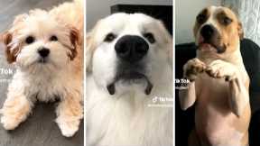 Funny Viral DOG Videos 2023 😂 The Best of Doggos! 🐶