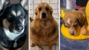 Funniest DOGS on Tiktok! 🐶 Cutest DOGGOS Compilation! 🥰