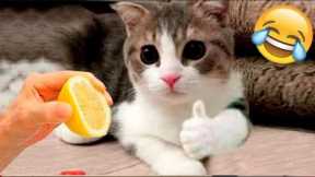 funny cat videos 😝 baby Cats 😂 cat videos