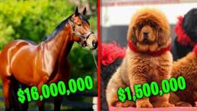 6 Most Expensive Exotic Pets
