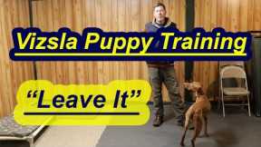 Vizsla Puppy Training- Teaching Leave It