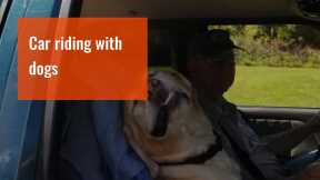 Cars and truck riding with dogs 