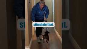 This Puppy Training Tip Will Get YOU More SLEEP!