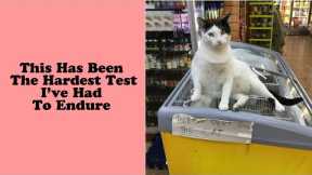 50 of the best cat tweets that will make you laugh- Funny cat