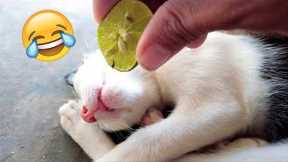 Funny Animal Videos 2023 😂 - Funniest Dogs And Cats Videos 😺😍#38