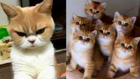 Funny Animals Videos | Funny Cat Videos and Funny Dogs Videos Compilation ▶13