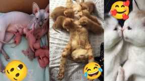 Funny cat video cute cat video | ncs background music | funny comedy cat | cute cat lovely kiss me