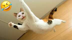 Funniest Cats And Dogs Videos 😁   Best Funny Animal Videos 2023 😅