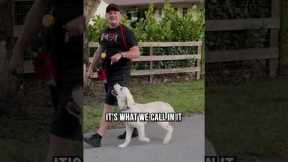 How to Know What’s Good Dog Training and What Isn’t
