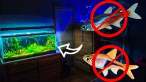 You're stocking 10 gallon fish tanks WRONG