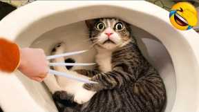 Funniest best Animal videos 2023😂 funny cat 🐈 funny dog 🐕part#=3
