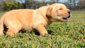 The 5 Easiest Puppy Breeds To Train