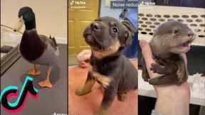 The Cutest Animals on Tik Tok! Funny Animals + Exotic Pets