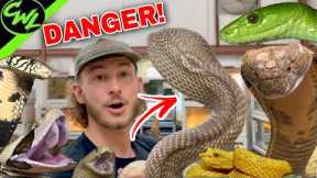 FULL VENOMOUS SNAKE TOUR!!!