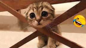 Try Not To Laugh Animals : 1 Hour of Funniest Cat Videos #22 | Funny Animal Videos